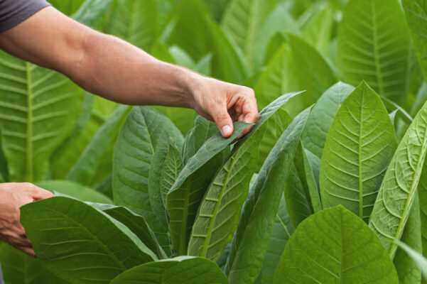 Lá thuốc lá để tạo nên mùi hương thuốc lá