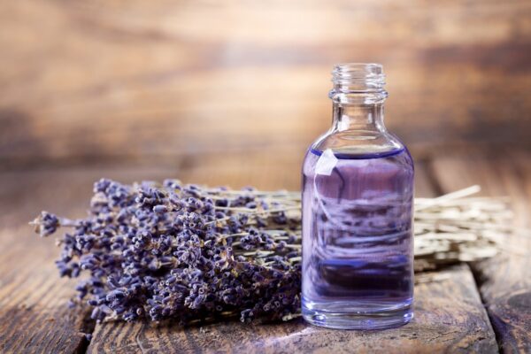 lavender bên cạnh 1 chai tinh dầu
